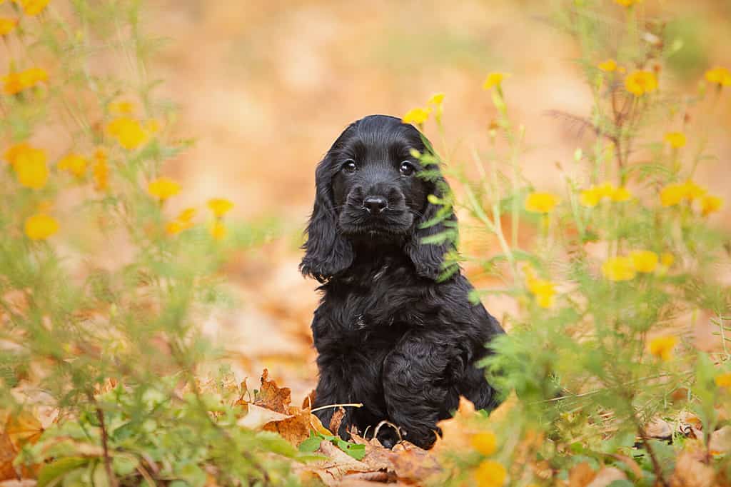 Un cucciolo di cocker spaniel inglese nero