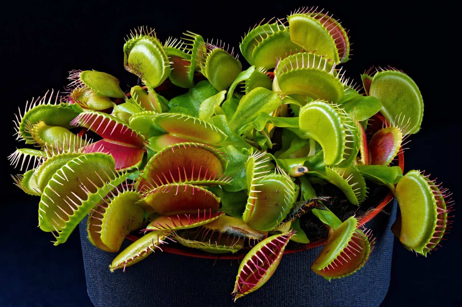 La Venere acchiappamosche americana Dionaea spara da vicino.