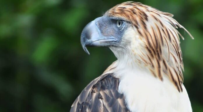 Questa aquila gigante ha un'apertura alare di 7 piedi e caccia le scimmie per pranzo
