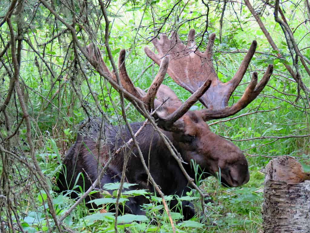Alci nel Parco Nazionale dell'Isola Royale