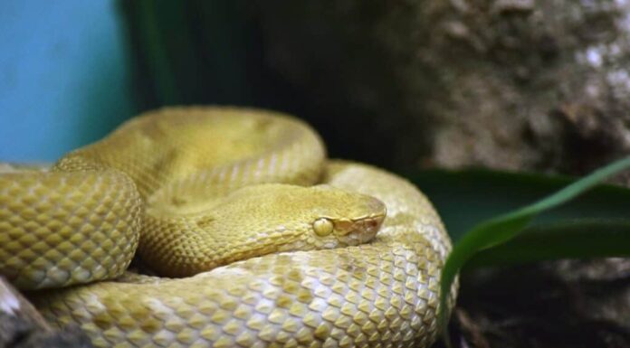 Salvare vite umane con il veleno: scopri 6 medicinali a base di veleno di serpente
