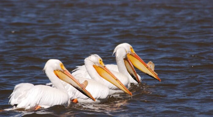 Pellicano bianco americano, Pelecanus erythrorhynchos, sulla parte superiore del lago Klamath vicino a Klamath Falls Oregon