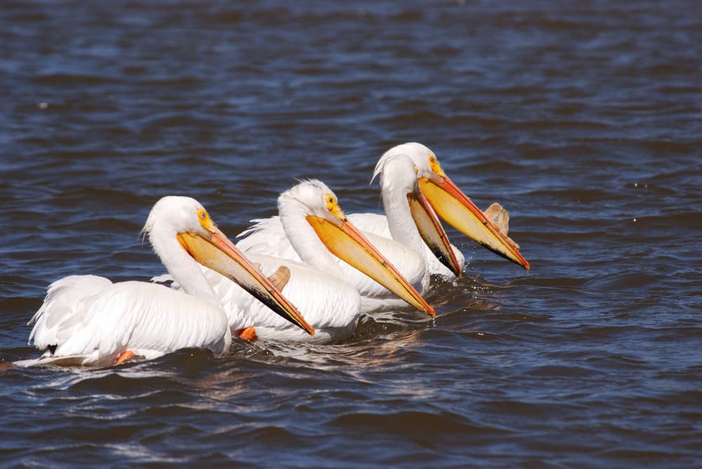 Pellicano bianco americano, Pelecanus erythrorhynchos, sulla parte superiore del lago Klamath vicino a Klamath Falls Oregon