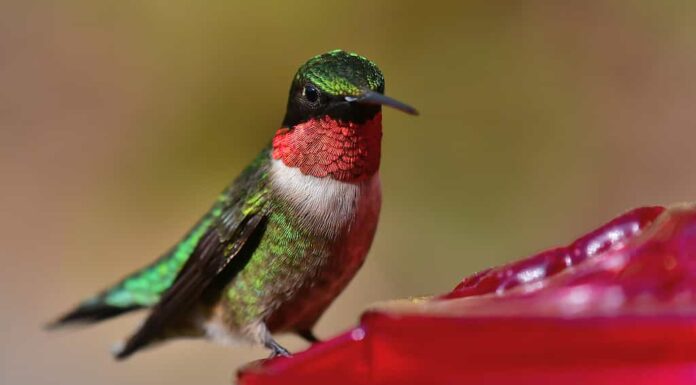 Colibrì dalla gola rubino all'alimentatore del cortile