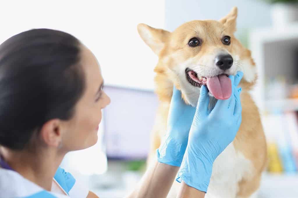 Il medico veterinario conduce l'esame fisico del primo piano della cavità orale del cane