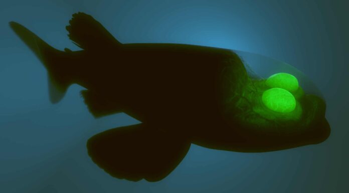 14 incredibili animali trasparenti
