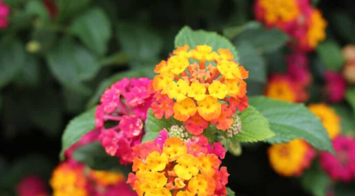 Vivace lantana bicolore in rosa, giallo e arancione