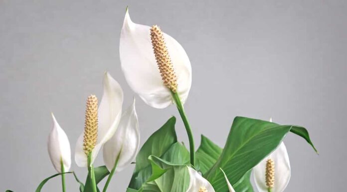 Bellissimi fiori bianchi e foglie verdi di spathiphyllum tropicale del fiore del giglio della pace su uno sfondo chiaro.