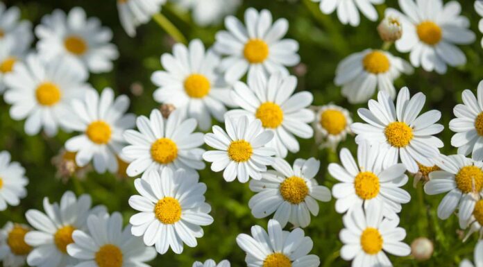 Fiori di nascita di aprile: simbolismo e significato delle margherite e dei piselli dolci
