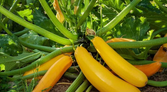 Pianta di zucca con fiori, zucchine gialle in giardino, verdure biologiche. Pianta di zucchina (Cucurbita pepo) con frutti gialli che crescono nel letto del giardino all'aperto