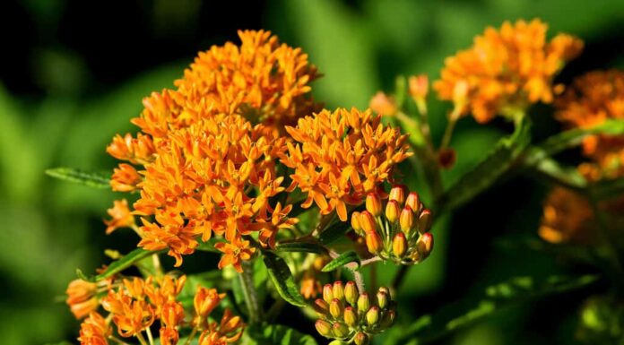 Erbaccia di farfalla, Farfalla - Insetto, Asclepiade, Colore arancione, Pianta autoctona