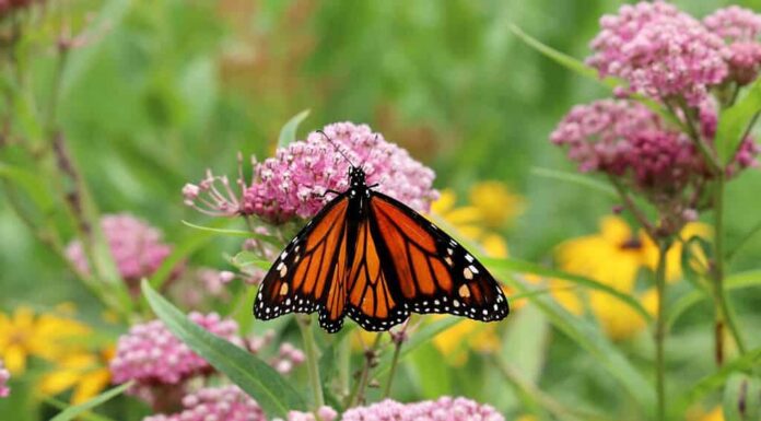 Milkweed di palude (Asclepias incarnata) in fiore con una farfalla monarca (Danaus plexippus) che si nutre di nettare nei fiori