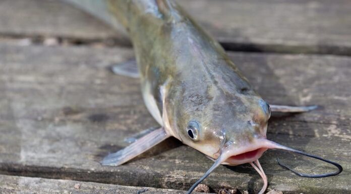Pesce gatto del canale