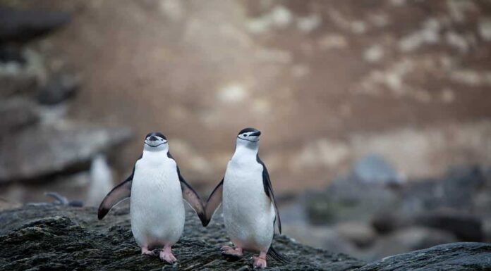 I pinguini sono in pericolo e quanti ne restano nel mondo?
