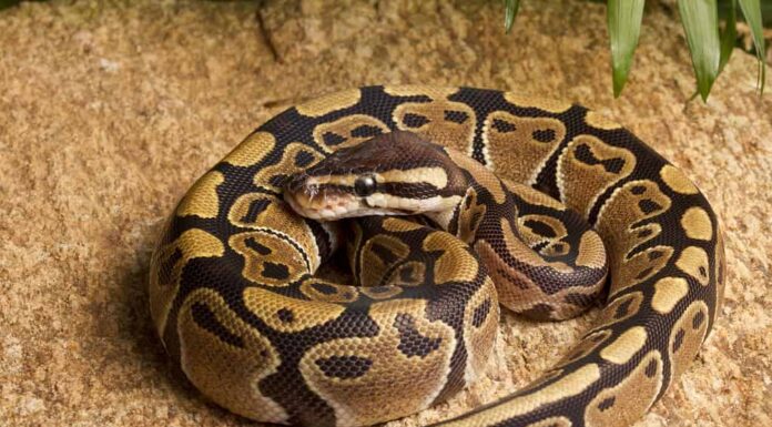 Pitone reale arrotolato sulla roccia