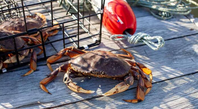 Un granchio di Dungeness maschio fuori da una trappola per granchi su un molo, che mostra buchi neri scuri sul suo artiglio a causa dei combattimenti.  I buchi neri scompariranno una volta che inizieranno a modellarsi per formare un guscio fresco.