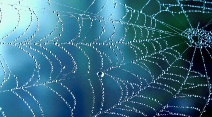 Primo piano naturale del fondo del modello di pioggia della ragnatela o della ragnatela.  Ragnatela con gocce di pioggia in luce blu.  Struttura netta della ragnatela con bokeh della pioggia mattutina.  Collana con ragnatela di linee di visualizzazione sfocata parziale