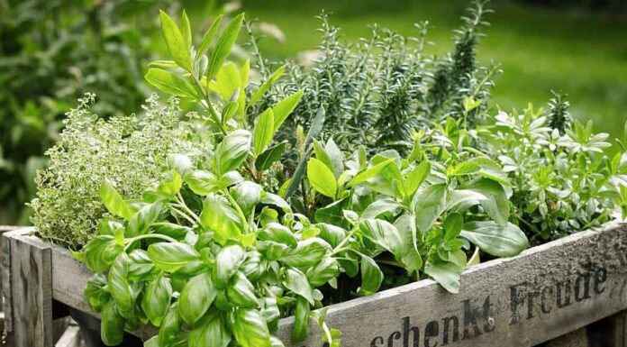 Cassa di legno con una varietà di erbe culinarie verdi fresche in vaso che crescono all'aperto in un giardino sul retro