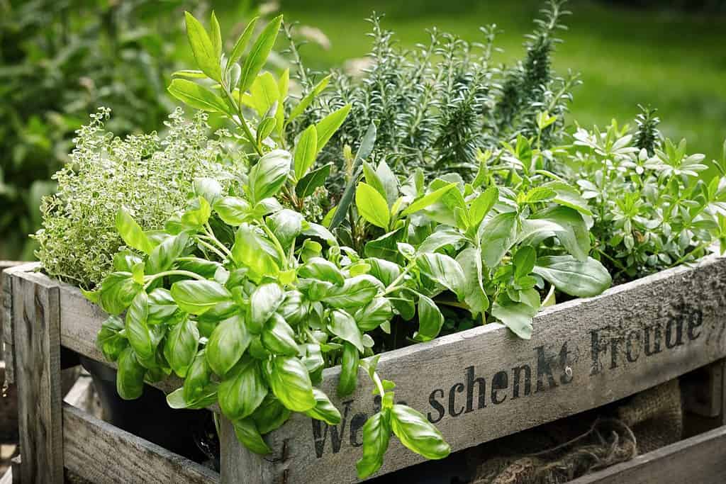 Cassa di legno con una varietà di erbe culinarie verdi fresche in vaso che crescono all'aperto in un giardino sul retro