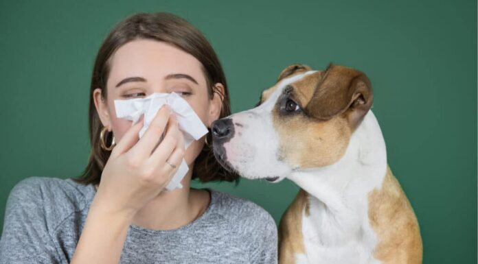 perché i miei cani hanno gli occhi rossi?