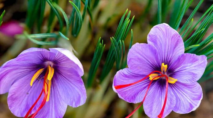 Crocus sativus Saffronspicze.  Gli stimmi e gli stili color cremisi vivido, chiamati fili, vengono raccolti per essere utilizzati principalmente come condimento negli alimenti.  È tra le spezie più costose al mondo in termini di peso.