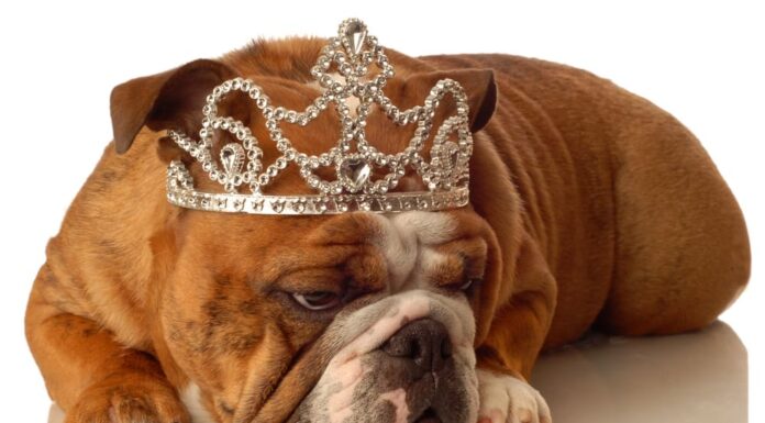 bulldog inglese che indossa la corona della principessa e un'espressione sciocca