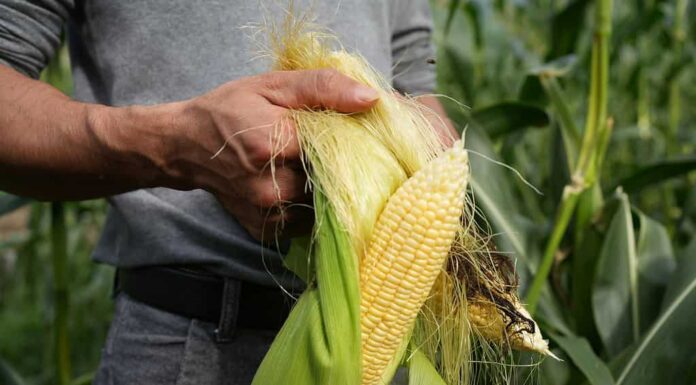 7 fonti di energia pulita: qual è la migliore per la natura e gli esseri umani?
