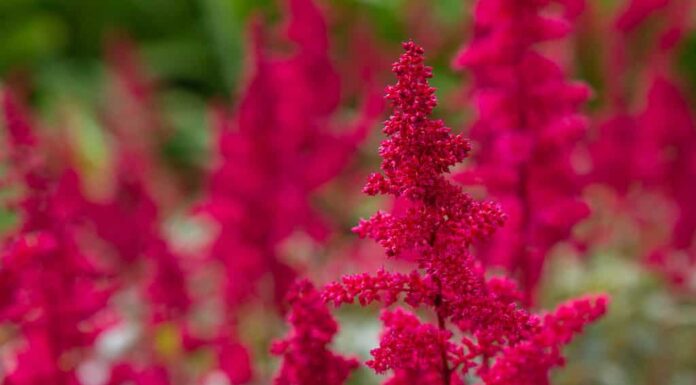 Astilbe japonica sentinella rossa in giardino.  Fiori rossi di Astilbe japonica.