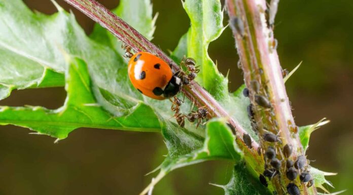 coccinella attaccata dalla formica