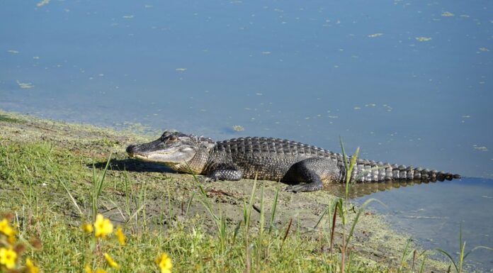 Il coccodrillo americano in riva al mare nella luce del sole mattutino al Jarvis Creek Park sull'isola di Hilton Head.           