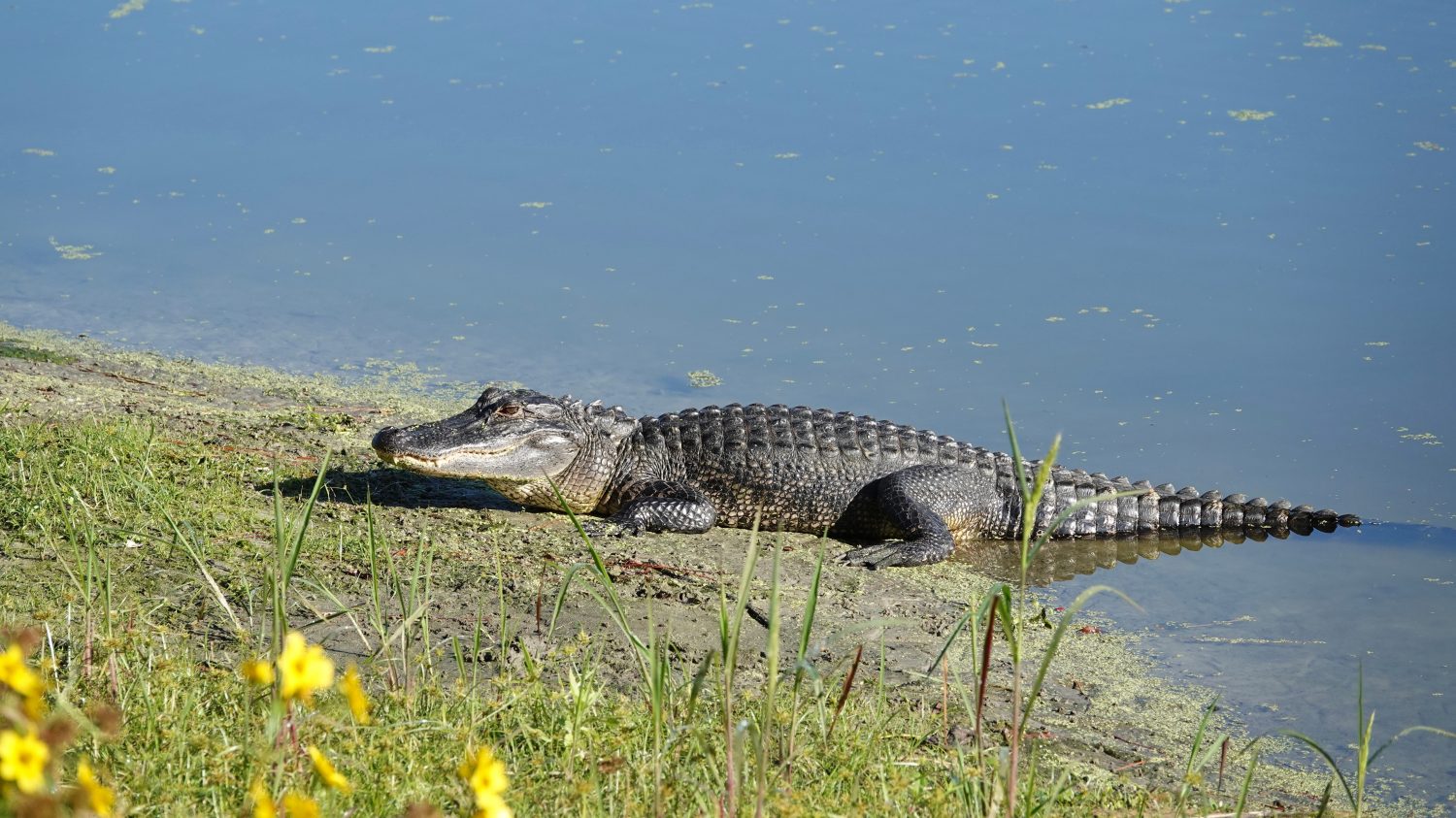 Il coccodrillo americano in riva al mare nella luce del sole mattutino al Jarvis Creek Park sull'isola di Hilton Head.