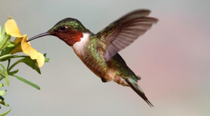 Colibrì nel New Jersey: 5 tipi e le piante che amano

