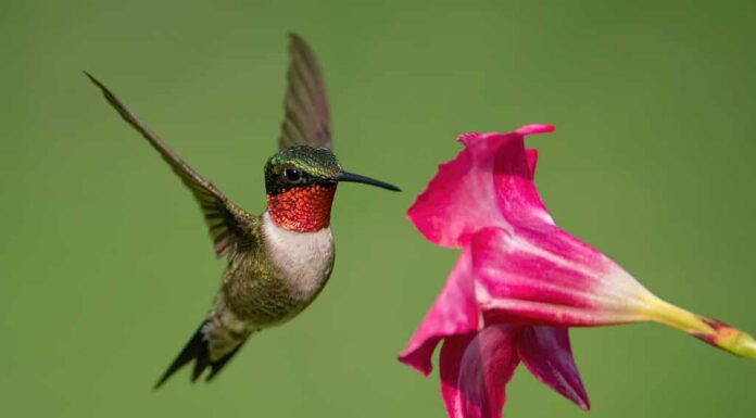 Un colibrì dalla gola rubino che raccoglie il nettare da un fiore di Mandevilla