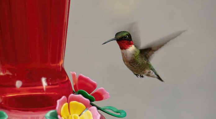 Il colibrì maschio dalla gola rubino si libra in posizione verticale vicino all'alimentatore