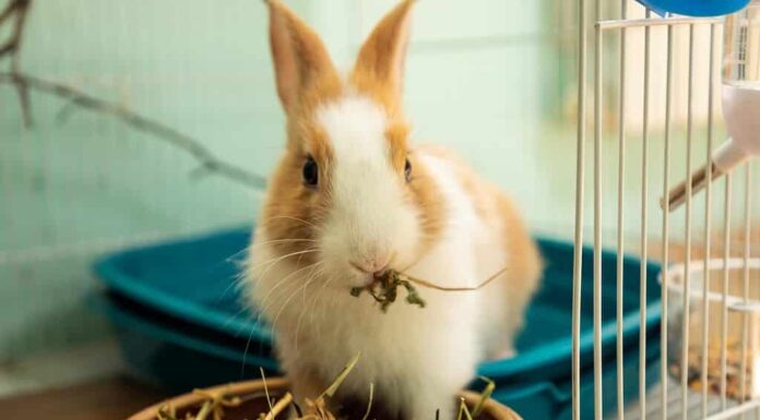 Coniglietto divertente che mangia cibo di fieno da vicino