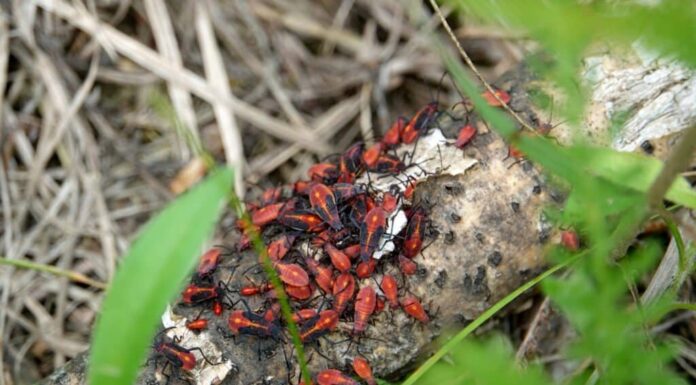 Dove nidificano gli insetti Boxelder?
