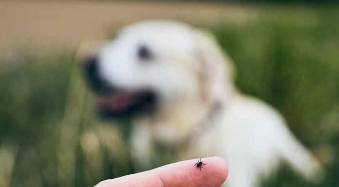 Vista ravvicinata della zecca sul dito umano contro il cane che giace nell'erba.