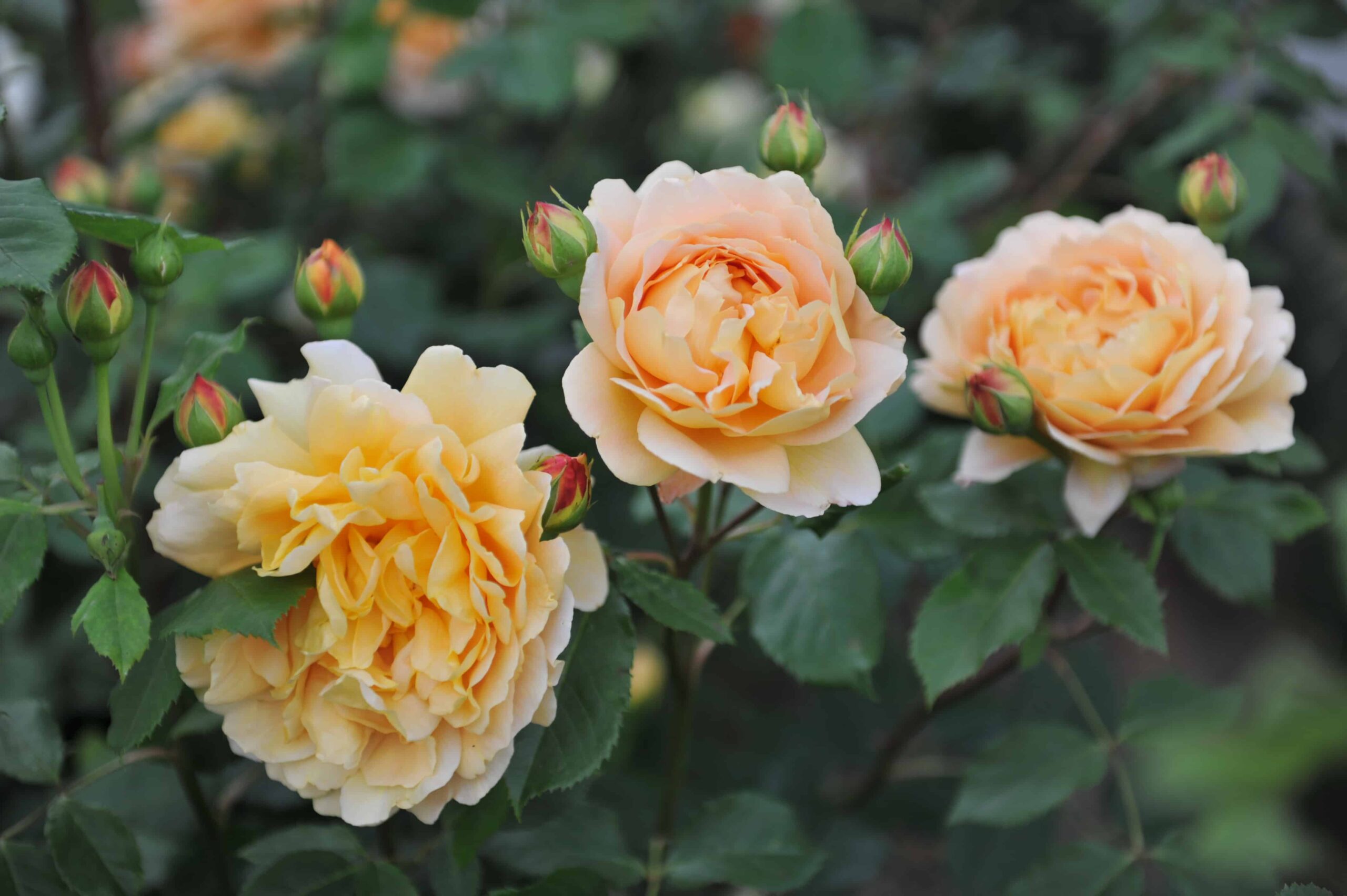 Gli 8 odori principali che attirano i gatti nel tuo giardino
