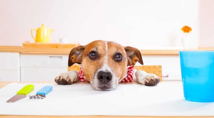 Jack Russell cane seduto a tavola implorando di mangiare, tovaglie incluse
