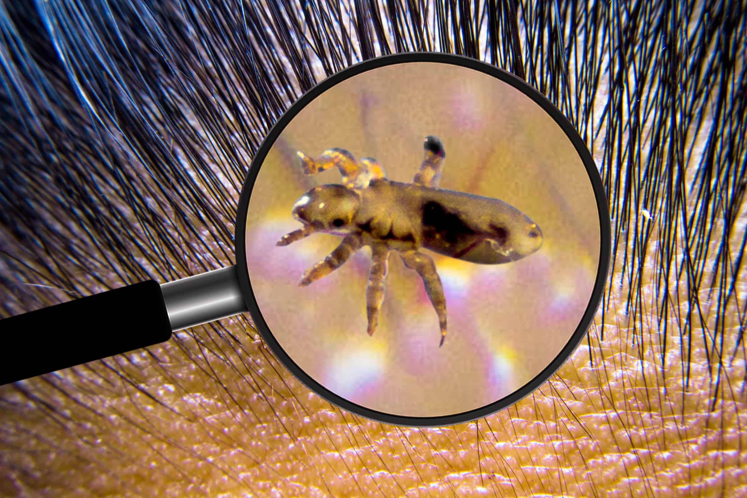 I 13 insetti più antichi ancora presenti sulla Terra oggi