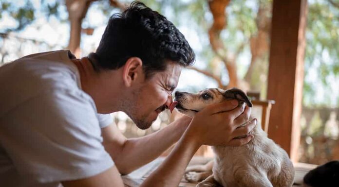 avvicinamento.  un cane lecca il naso di un giovane in giardino