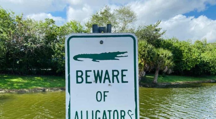 Attenzione al segnale di avvertimento degli alligatori vicino al canale e al lago della Florida