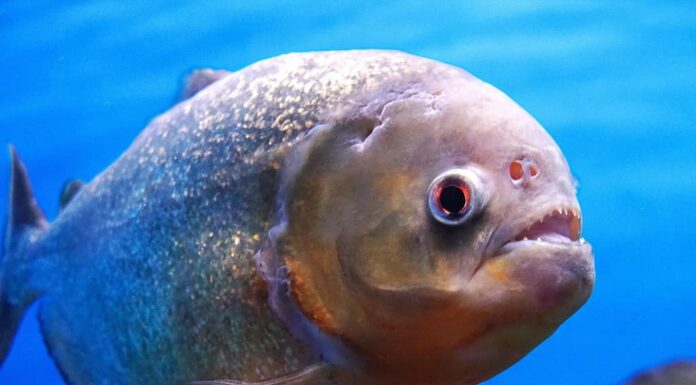 Piranha del Rio delle Amazzoni