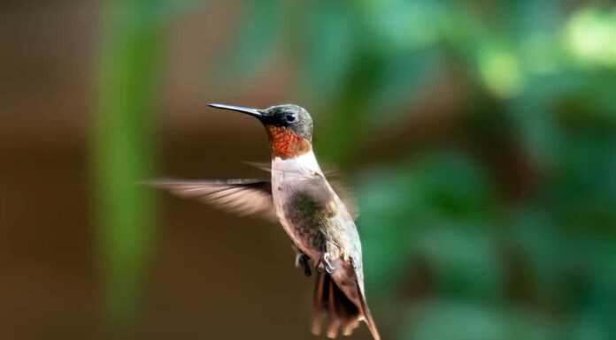 Colibrì maschio dalla gola rubino