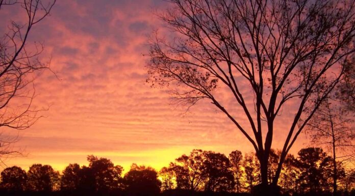 Alba sul fiume Boeuf Hebert Louisiana