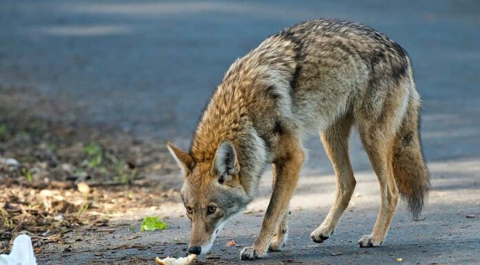 Bel Coyote urbano - San Francisco