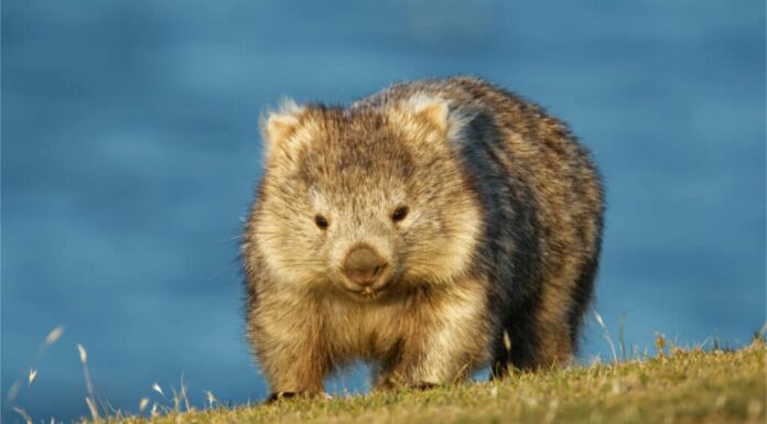 Il subdolo vombato fruga nella tenda del campeggiatore
