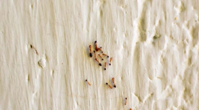 piccolo gruppo di formiche di fuoco sul muro di una casa parassita interna