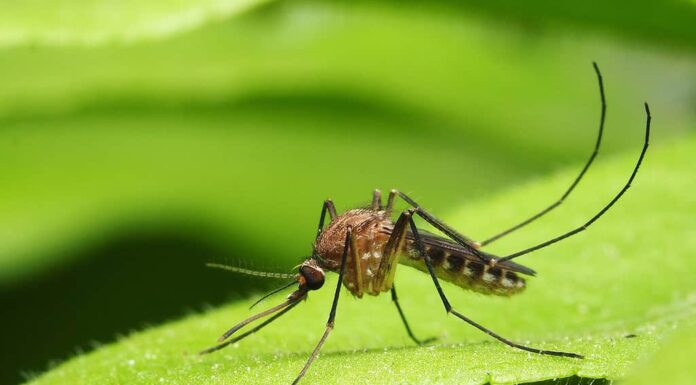 la citronella respinge le zanzare