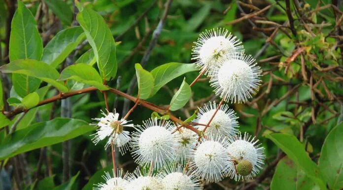 Arbusto dolce della California